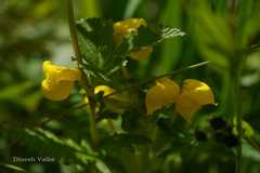 Pedicularis hoffmeisteri